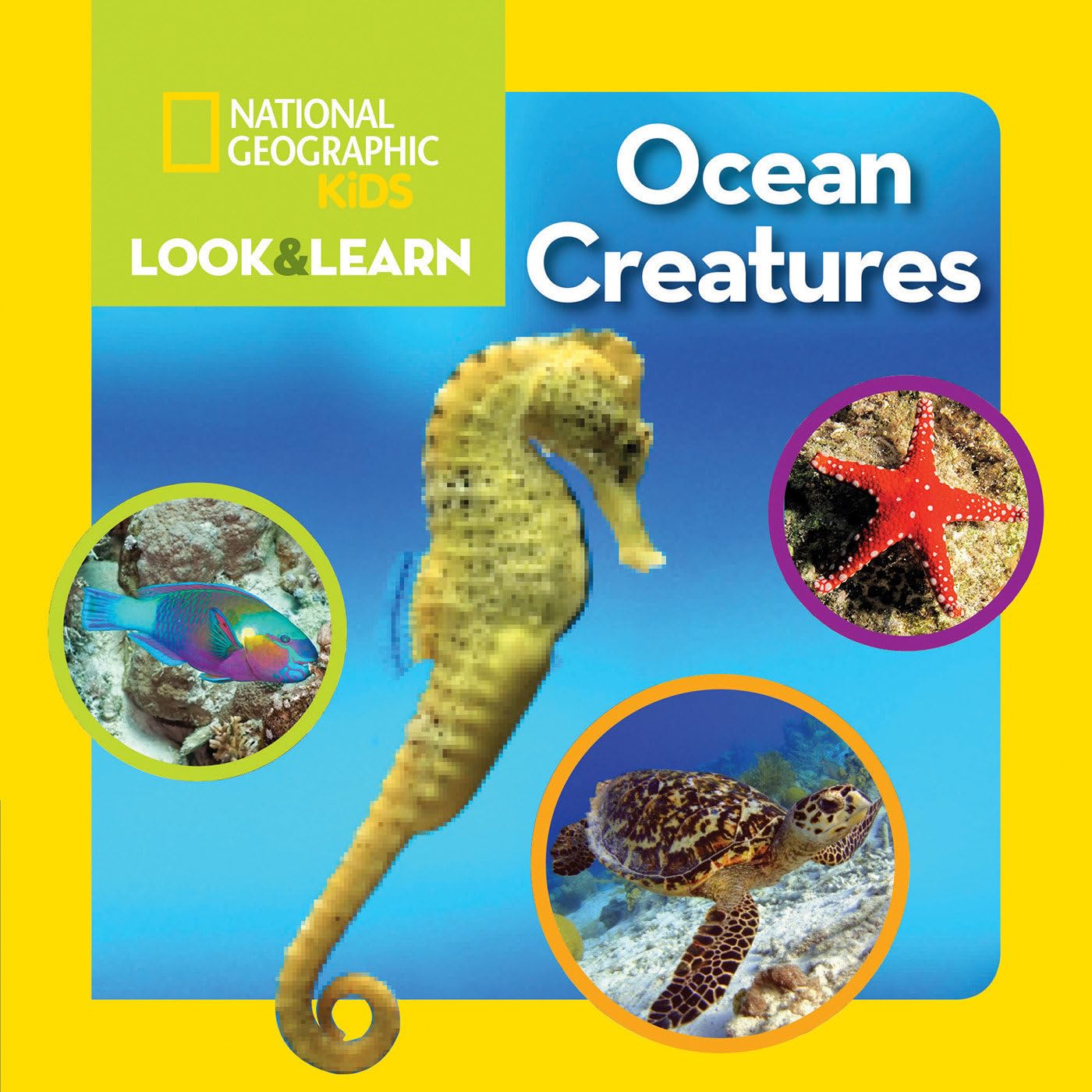 Ocean Creatures book cover